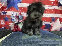 Max, a female Havanese for sale in Falcon, MO – 7 of 9