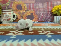 Hudson, a male Bichon Frise for sale in Falcon, MO – 2 of 3
