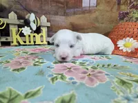 Nick, a male Bichon Frise for sale in Falcon, MO – Photo 2 of 3