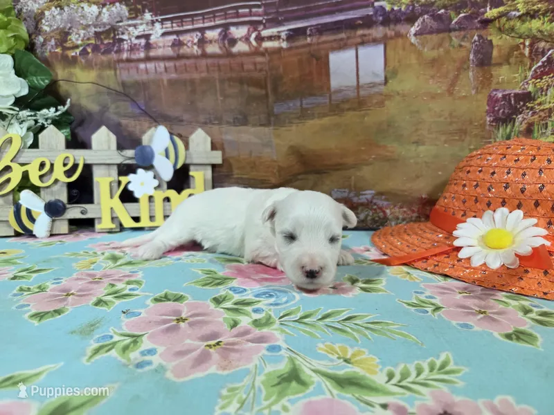 Nick – Bichon Frise puppy for sale in Falcon, MO