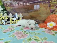 Nick, a male Bichon Frise for sale in Falcon, MO – Photo 1 of 3