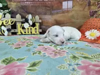 Nick, a male Bichon Frise for sale in Falcon, MO – Photo 3 of 3