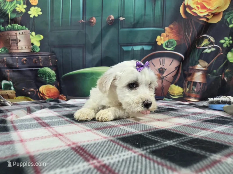 Molly, a female Bichon Frise for sale in Falcon, MO – Photo 1 of 3