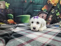 Molly, a female Bichon Frise for sale in Falcon, MO – Photo 2 of 3