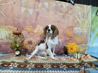 Tyler, a male Cavalier King Charles Spaniel for sale in Falcon, MO – 2 of 3