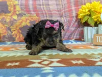 Delphine, a female Yorkshire Terrier for sale in Falcon, MO – 2 of 10