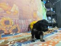 xavier, a male Havanese for sale in Falcon, MO – 6 of 6