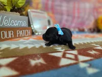 ember, a female Yorkipoo for sale in Falcon, MO – 2 of 3