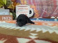darian, a male Yorkipoo for sale in Falcon, MO – 3 of 3