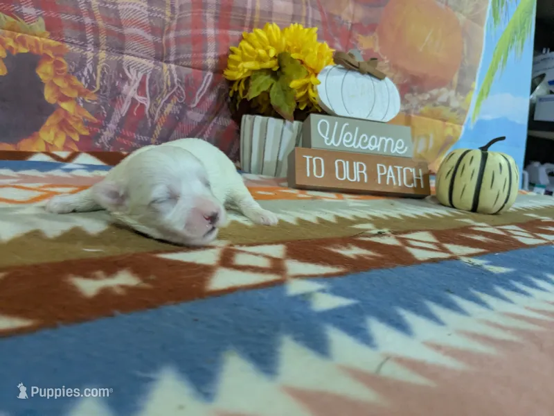 Rohan – Bichon Frise puppy for sale in Falcon, MO