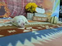 Rohan, a male Bichon Frise for sale in Falcon, MO – 1 of 3