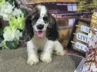 Kieth, a male Cocker Spaniel for sale in Falcon, MO – Photo 8 of 9