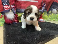 Kieth, a male Cocker Spaniel for sale in Falcon, MO – Photo 5 of 9