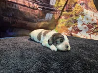 Kieth, a male Cocker Spaniel for sale in Falcon, MO – Photo 2 of 9