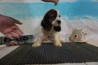 Kieth, a male Cocker Spaniel for sale in Falcon, MO – Photo 6 of 9