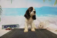 Kieth, a male Cocker Spaniel for sale in Falcon, MO – Photo 7 of 9