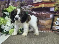 Kieth, a male Cocker Spaniel for sale in Falcon, MO – Photo 9 of 9