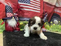Kieth, a male Cocker Spaniel for sale in Falcon, MO – Photo 4 of 9