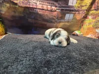 Kieth, a male Cocker Spaniel for sale in Falcon, MO – Photo 1 of 9