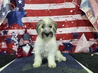 Jackson, a female Havanese for sale in Falcon, MO – 8 of 9