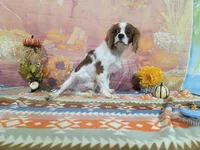 Tyler, a male Cavalier King Charles Spaniel for sale in Falcon, MO – 1 of 3