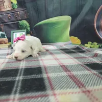 Vivian, a female Maltese for sale in Falcon, MO – Photo 2 of 3