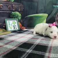 Vivian, a female Maltese for sale in Falcon, MO – Photo 1 of 3