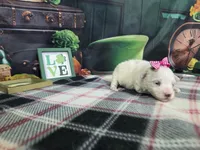 Vivian, a female Maltese for sale in Falcon, MO – Photo 1 of 3