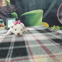 Vivian, a female Maltese for sale in Falcon, MO – Photo 3 of 3