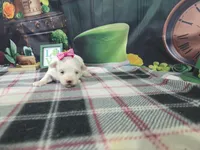 Vivian, a female Maltese for sale in Falcon, MO – Photo 3 of 3