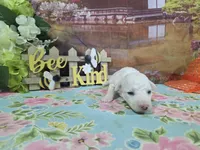 Travis, a male Bichon Frise for sale in Falcon, MO – Photo 1 of 3