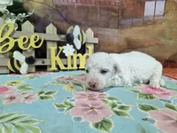 Travis, a male Bichon Frise for sale in Falcon, MO – Photo 3 of 3