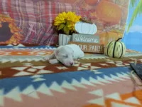 Alistair, a male Bichon Frise for sale in Falcon, MO – 3 of 3