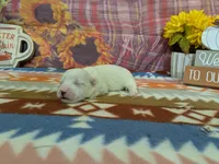 Rohan, a male Bichon Frise for sale in Falcon, MO – 3 of 3