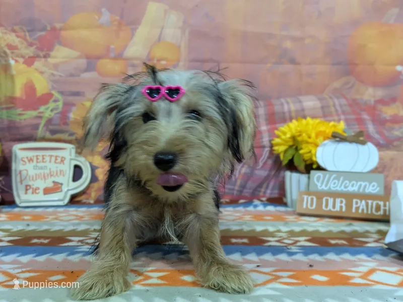 Celina – Yorkshire Terrier puppy for sale in Falcon, MO