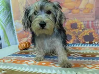 Caleb, a male Yorkshire Terrier for sale in Falcon, MO – 2 of 3