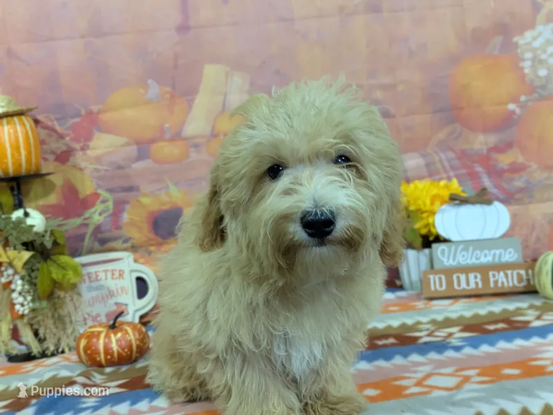 Jeff – Maltipoo puppy for sale in Falcon, MO