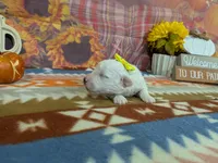Lainy , a female Bichon Frise for sale in Falcon, MO – 3 of 3