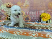 Thor , a male Bichon Frise for sale in Falcon, MO – 8 of 10