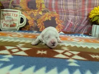Scott, a male Bichon Frise for sale in Falcon, MO – 3 of 3