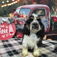 Drayco, a male Cocker Spaniel for sale in Falcon, MO – Photo 6 of 7