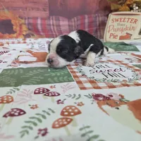 Drayco, a male Cocker Spaniel for sale in Falcon, MO – Photo 3 of 7