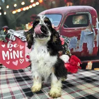 Drayco, a male Cocker Spaniel for sale in Falcon, MO – Photo 2 of 7