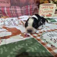 Drayco, a male Cocker Spaniel for sale in Falcon, MO – Photo 4 of 7