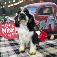 Drayco, a male Cocker Spaniel for sale in Falcon, MO – Photo 7 of 7