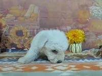 Mateo, a male Bichon Frise for sale in Falcon, MO – 7 of 9