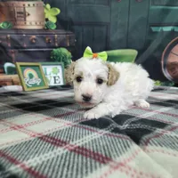 Poppy, a female Poodle - Miniature  for sale in Falcon, MO – Photo 2 of 3
