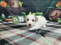 Poppy, a female Poodle - Miniature  for sale in Falcon, MO – Photo 2 of 3