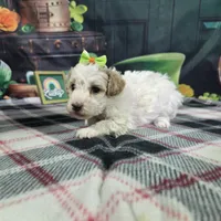 Poppy, a female Poodle - Miniature  for sale in Falcon, MO – Photo 3 of 3