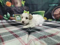 Poppy, a female Poodle - Miniature  for sale in Falcon, MO – Photo 3 of 3